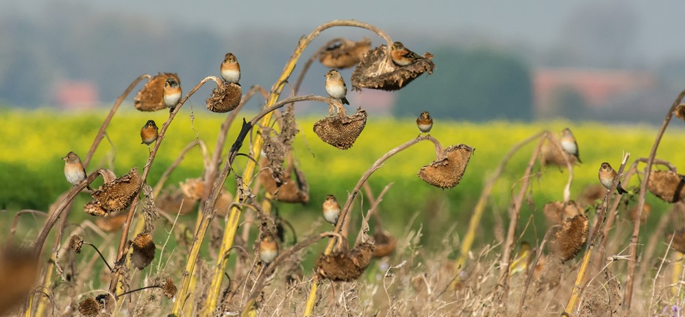 NSR 38-2-18-16 PARTRIDGE NSR 38-2-18-16 PARTRIDGE
