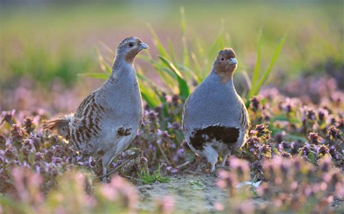 PARTRIDGE